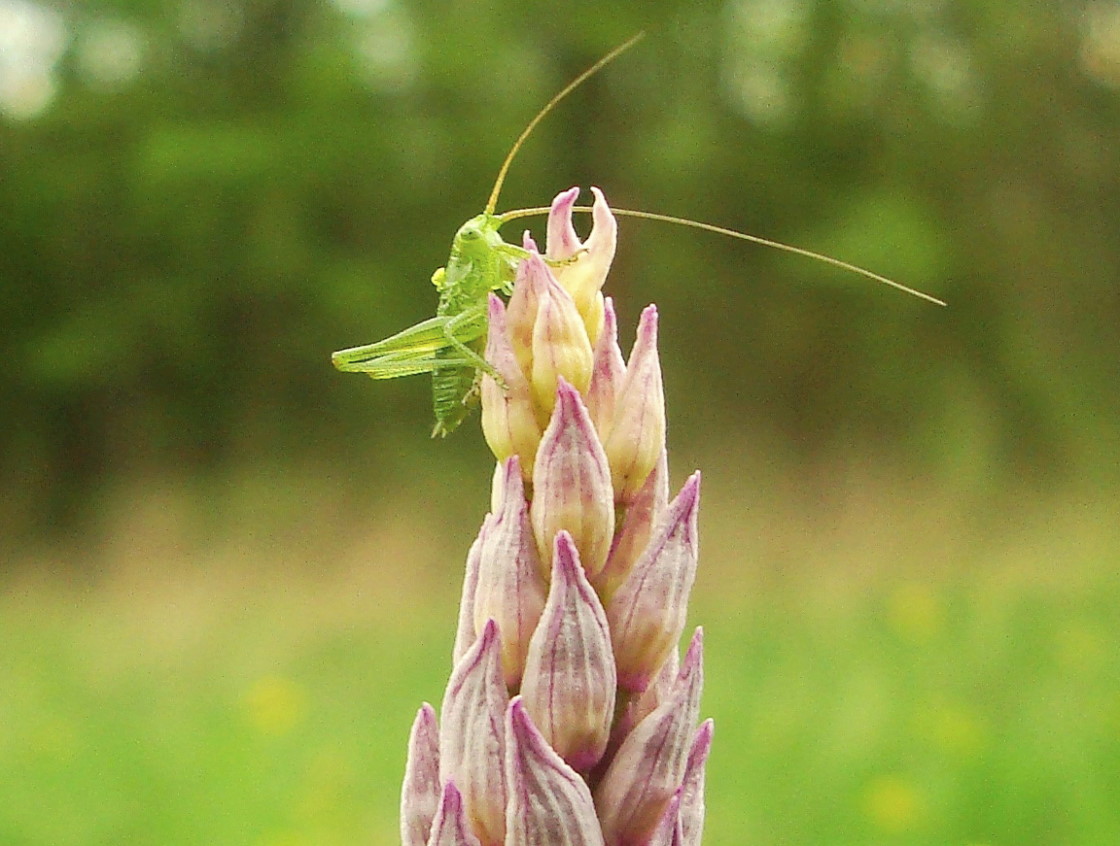 Orchis militaris